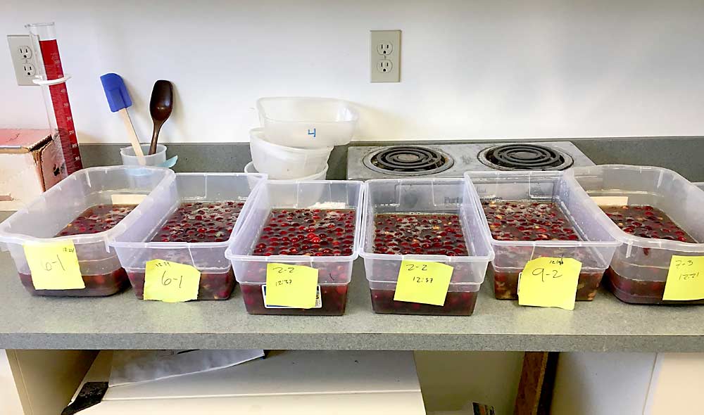 Tart cherries are held in containers with a brown sugar and water solution for 15 minutes and are then strained and checked under a microscope for SWD larvae. (Courtesy Northwest Michigan Horticultural Research Center)