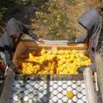 Workers harvesting canning peaches in California