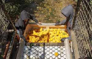 Workers harvesting canning peaches in California