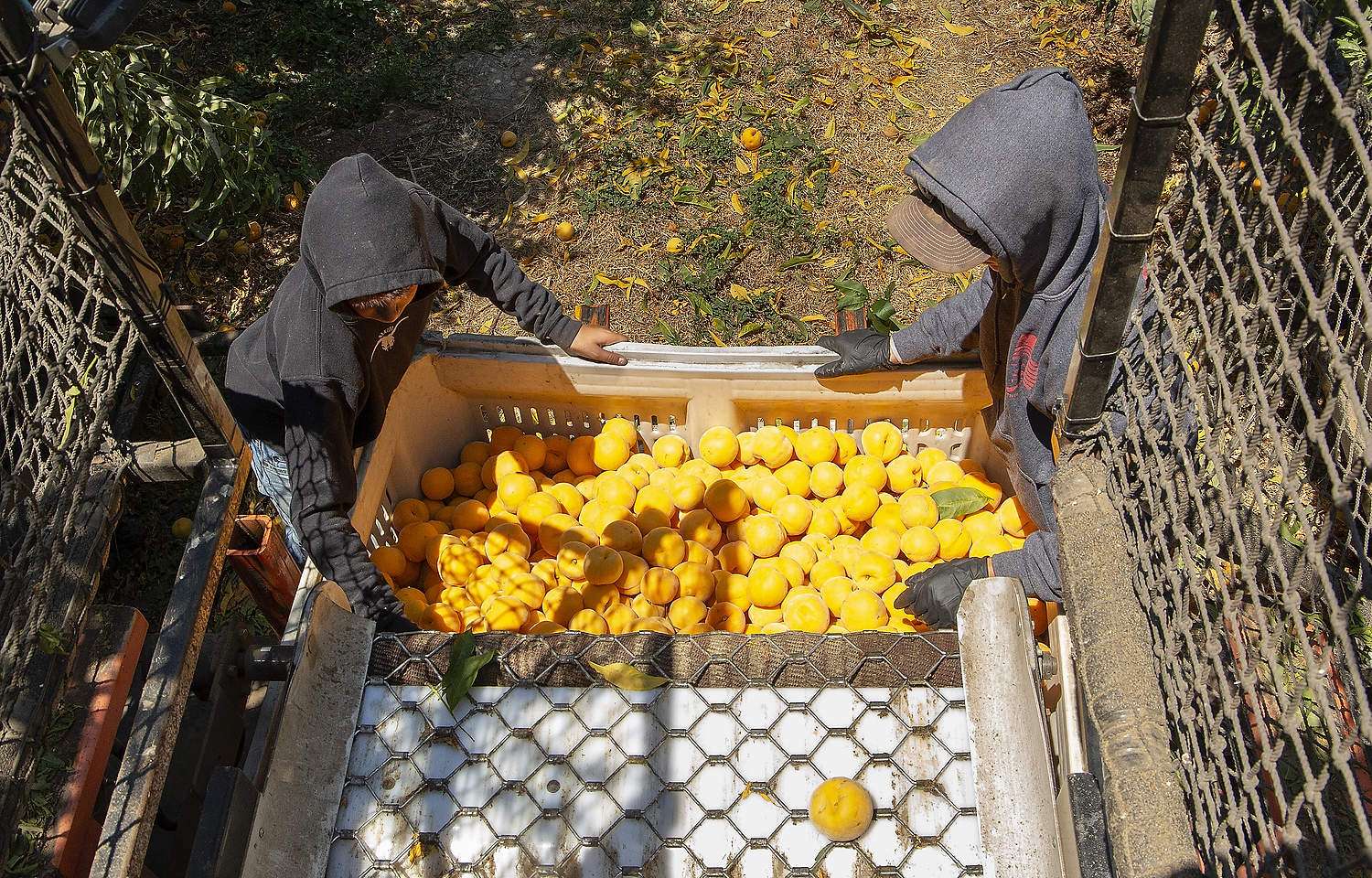 Problems persist for canning peach crop Workers harvesting canning peaches in California