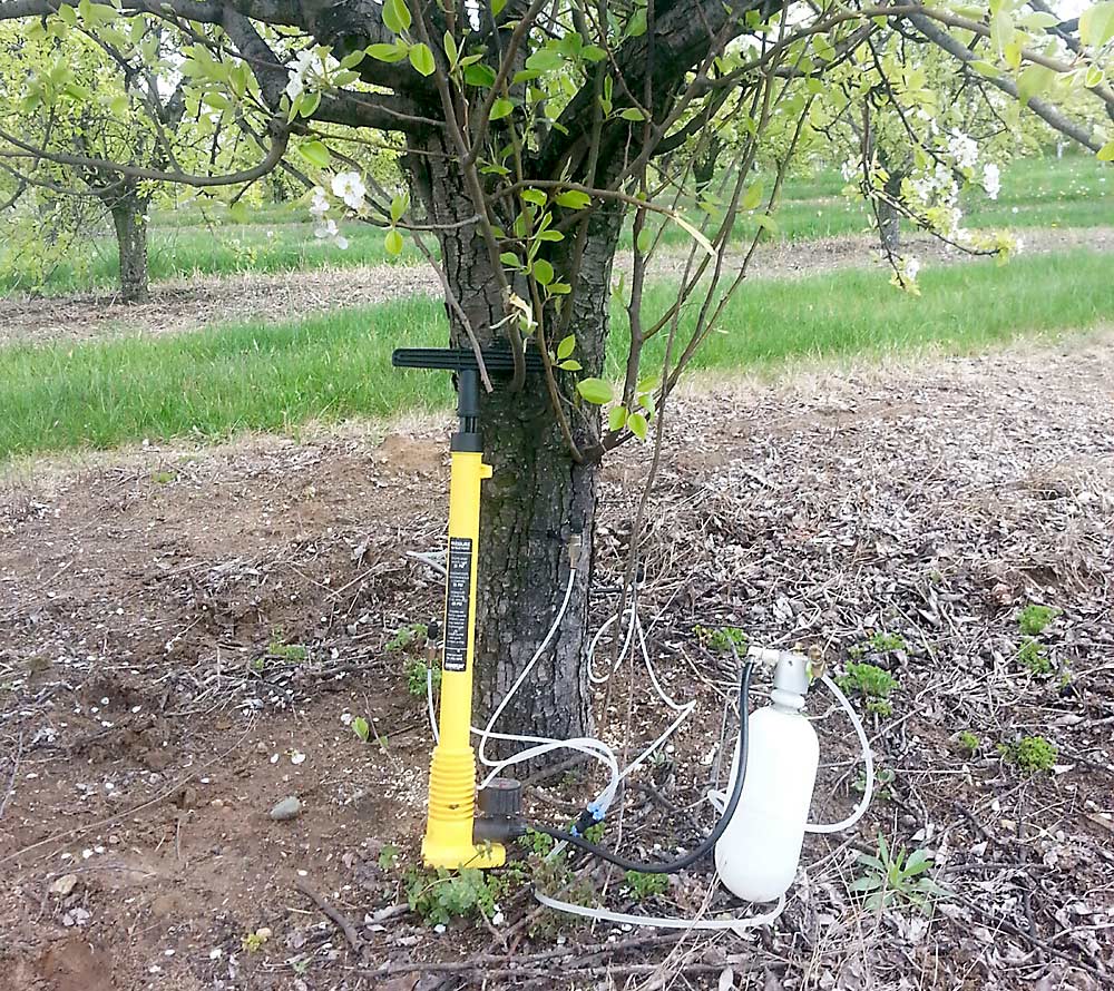Michigan State University researchers tested the Arborjet TREE I.V. trunk injection system, which is used in the ornamental tree industry. It requires drilling a hole in the trunk and injecting the fluid with an apparatus that looks much like a bicycle pump. Entomologist John Wise anticipates that an injection tool will need to be specifically developed for fruit trees, so it is economically feasible and affords “the speed to get across the orchard in a short amount of time.”  (Courtesy John Wise)