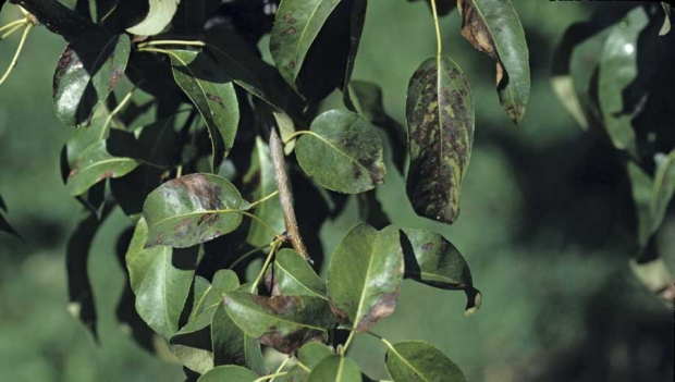 Damage from twospotted spider mite shows up as transpiration burn on pear leaves. (Courtesy Dr. Elizabeth Beers/Washington State University Tree Fruit Research and Extension Center.)