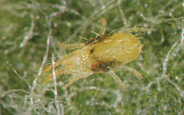 A view of an adult female two spotted spider mite. <b>(Courtesy Dr. Elizabeth Beers)</b>