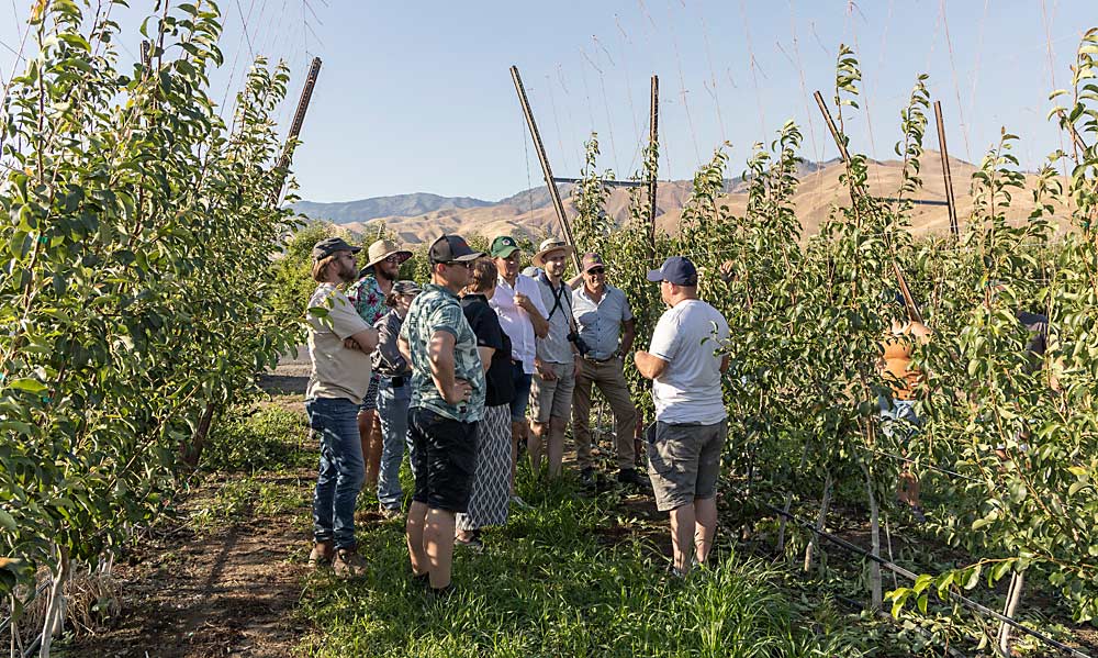 Grower Blaine Smith, right, talks about his foray into growing high-density, automation-ready pears with a tour group from the Netherlands when they visited his Cashmere, Washington, orchard as part of a July tour to help build relationships between growers and technology companies in the two regions. (Kate Prengaman/Good Fruit Grower)