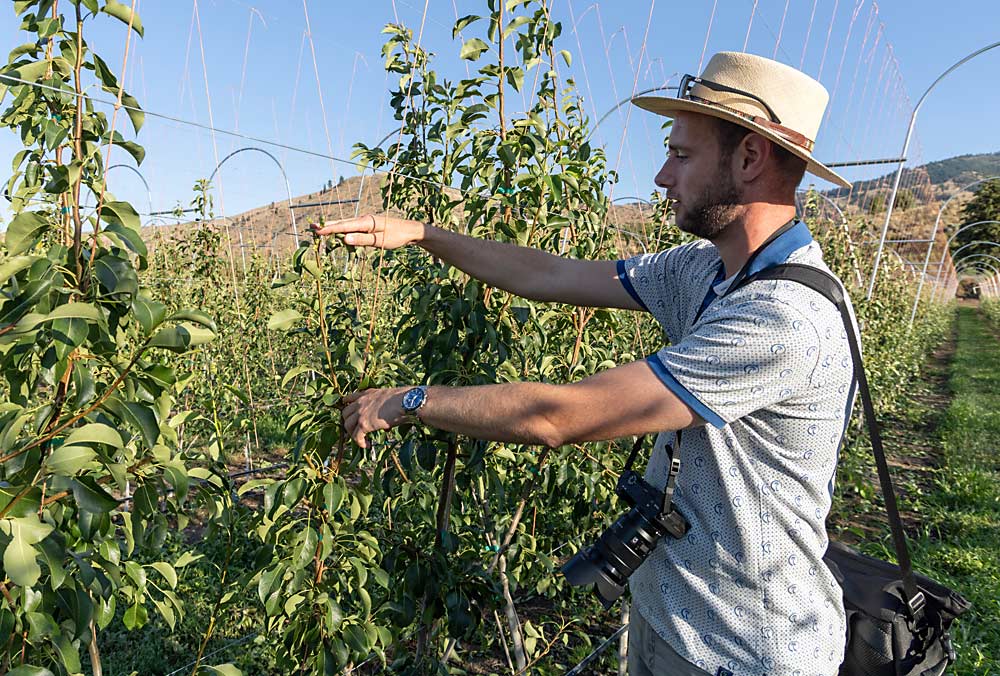 Gijsbert Hakkert, a fruit growing advisor from the Netherlands, talks about how he likes the length of shoot growth in Smith’s high-density orchard, but if it becomes much more vigorous, the common practice in the Netherlands would be root pruning. (Kate Prengaman/Good Fruit Grower)