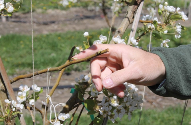 After the terminal bud of the branch was removed, buds begin to develop closer to the leader, where there was blind wood. (Geraldine Warner/Good Fruit Grower)