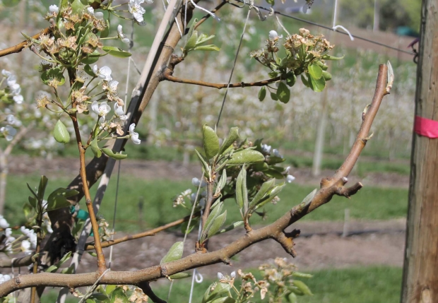 Pear branches should never be bent below horizontal. A 45- to 60-degree angle keeps limbs productive. (Geraldine Warner/Good Fruit Grower)