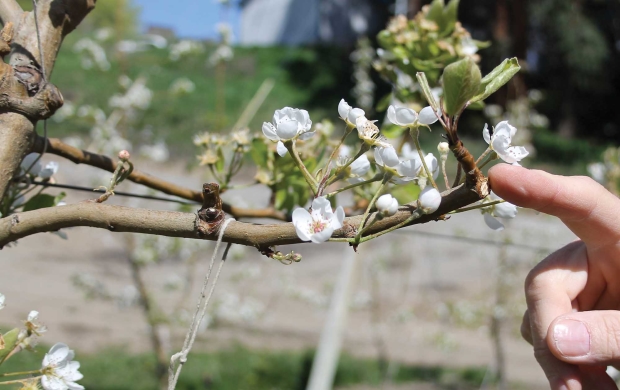 Stefano Musacchi points out a “tira savia” cut that removed the branch’s apical dominance, resulting in buds that will produce fruiting spurs closer to the trunk. (Geraldine Warner/Good Fruit Grower)