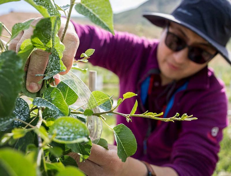 Rooting Out Solutions For Pear Growers Good Fruit Grower 