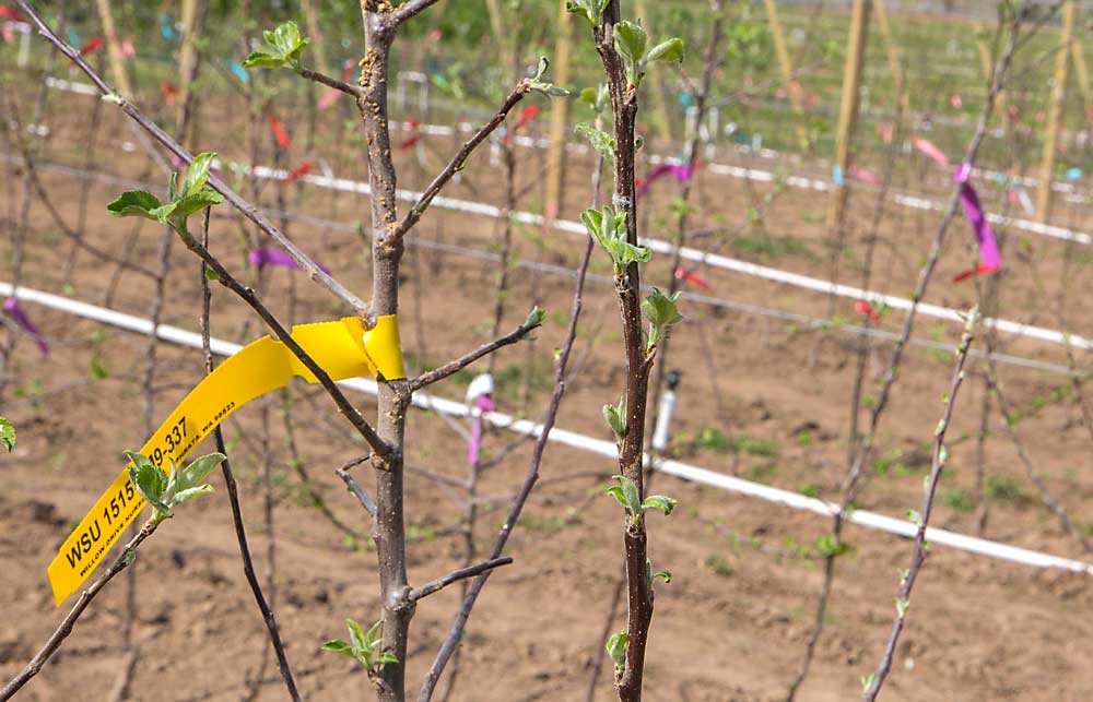 Rooting out solutions for pear growers – Good Fruit Grower