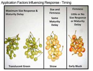 The chart shows the different responses to Gibberellins A3 depending on application timing, From a cherry fruit school presentation by Bryon Phillips of Valent USA. (Courtesy Valent USA)