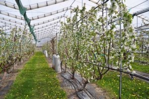 Michigan State University's retractable roof system over a cherry orchard at the Clarksville Research Center in Clarksville, Michigan on April 19, 2017. (Courtesy Gregory Lang/Michigan State University)