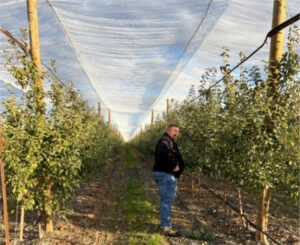 A look at the new Smart Orchard location, a 30-acre block of WA 38 apples on a fruiting wall and under shade netting near Mattawa, Washington. (Courtesy Washington State University)