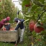 Workers harvest Cripps Pink apples in November 2025 near Sunnyside, Washington.