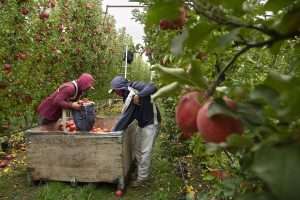 Workers harvest Cripps Pink apples in November 2025 near Sunnyside, Washington.