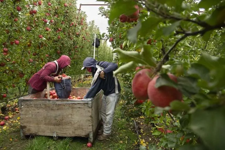 Workers harvest Cripps Pink apples in November 2025 near Sunnyside, Washington.