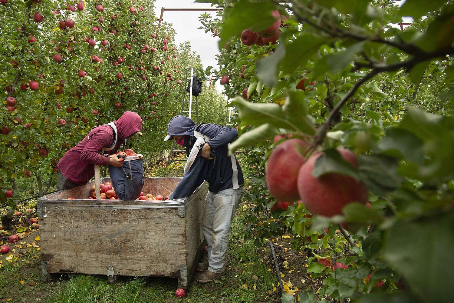 Workers harvest Cripps Pink apples in November 2025 near Sunnyside, Washington.