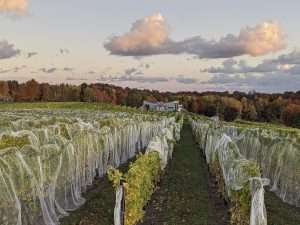 A view of 2 Lads Winery on Michigan’s Old Mission Peninsula. Vineyards and vistas bring visitors to the peninsula every summer and fall. What those visitors can and can’t do at wineries has caused a dispute between the wineries and local government. (Courtesy 2 Lads Winery)
