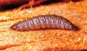 The American plum borer has been causing some damage to cherry trees in The Dalles, Ore., attracted to damage from the deep November 2014 freeze. The moth moth larvae have a unique purple-ish color. (Courtesy Dr. David Biddinger/Pennsylvania State University)