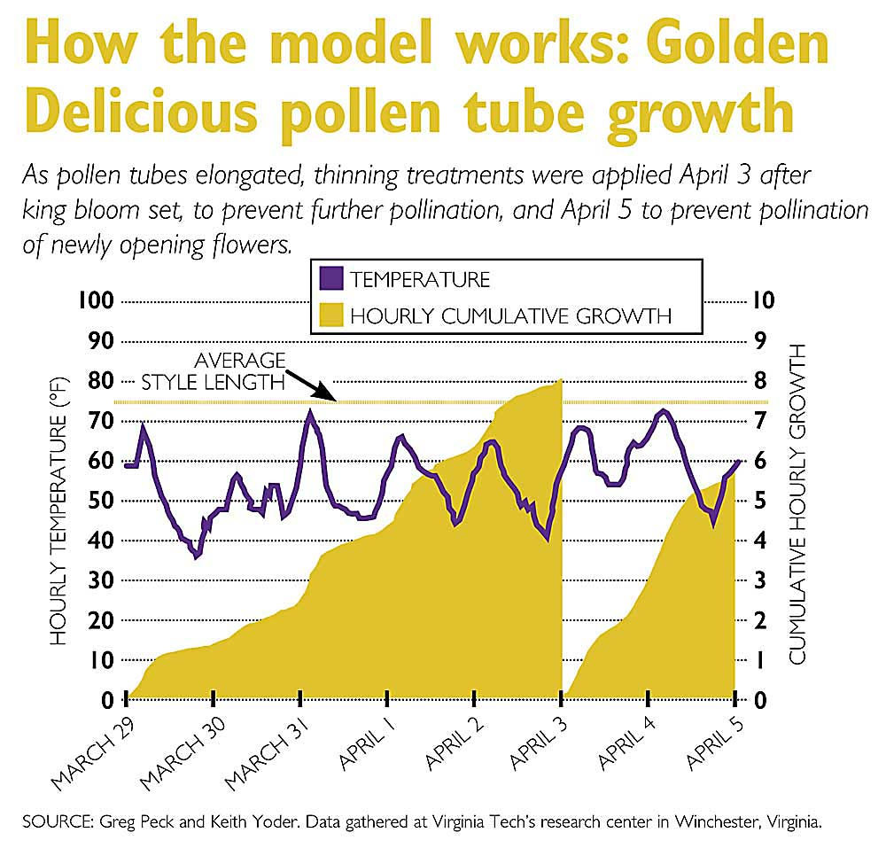 Graphic showing the pollen tube growth model developed by Virginia Tech for blossom thinning in the Eastern U.S. (Source: Greg Peck and Keith Yoder. Data gathered at Virginia Tech’s research center in Winchester, Virginia. Illustration: Good Fruit Grower)