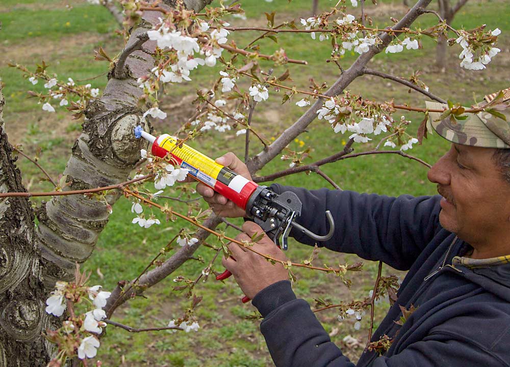 Jose Gutierrez applies Pollinate Pro, a bee-attractant paste, to a Bing cherry block at Johnson Orchards in Yakima, Washington, in April last year. The Yakima company has convinced a handful of growers in the Northwest U.S. and Mexico to try the floral-scented goop. (Kate Prengaman/Good Fruit Grower)