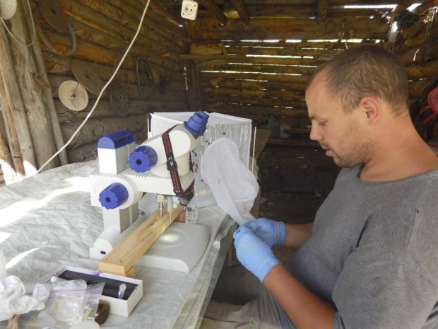 Using a chicken coop as a makeshift laboratory, Washington State University entomologist Brandon Hopkins collects pomonella bee semen in 2015 in the Tien Shan Mountains of Central Asia. Courtesy Steve Sheppard
