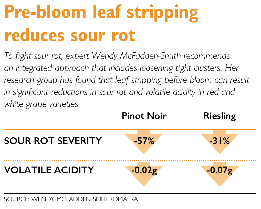 To fight sour rot, expert Wendy McFadden-Smith recommends an integrated approach that includes loosening tight clusters. Her research group has found that leaf stripping before bloom can result in significant reductions in sour rot and volatile acidity in red and white grape varieties. (Source: Wendy McFadden-Smith/OMAFRA)