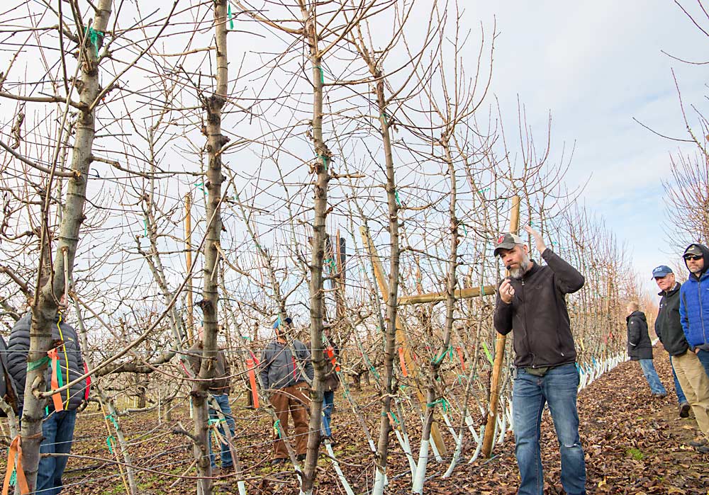 Cherry systems that capture light more uniformly and can be easily maintained to sustain productivity will be the future of orchard efficiency, according to Washington State University horticulturist Matt Whiting. Excessive vigor up high is an ongoing pruning problem in this system in a Washington Fruit and Produce Co. orchard near Mattawa, Washington, as seen during the annual pre-Cherry Institute tour in January. (Ross Courtney/Good Fruit Grower)