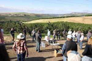 A scene from the Oregon State University preharvest cherry tour on May 27, 2026, near The Dalles, Oregon. (Ross Courtney/Good Fruit Grower)