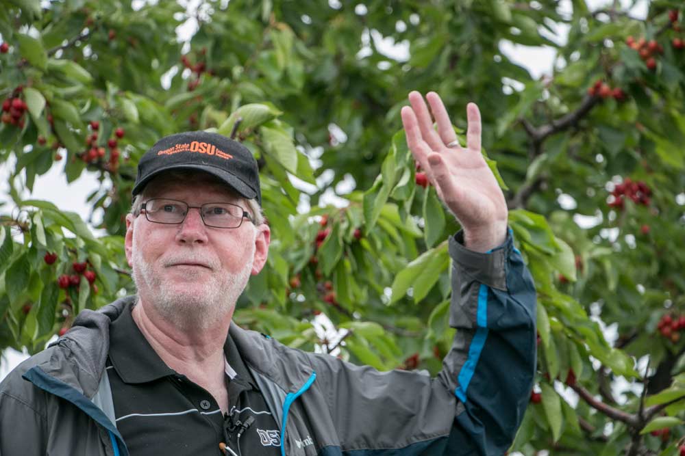 Lynn Long, Oregon State University extension horticulturist, leads a pre-harvest cherry tour on Thursday, June 1, 2017, in The Dalles, Washington. Long is retiring at the end of June after 29 years. <b>(Ross Courtney/Good Fruit Grower)</b>