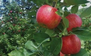 Premier Honeycrisp ripens as much as two to three weeks before regular Honeycrisp. (Courtesy Adams County Nursery)