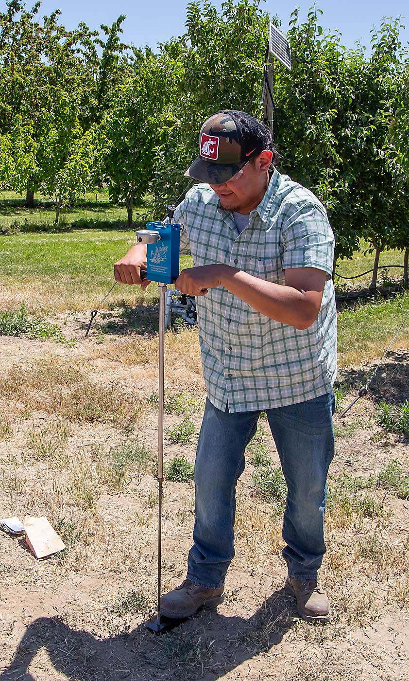 Munguía demonstrates the use of a hand-pumped pressure chamber in a WSU research orchard in June. (Ross Courtney/Good Fruit Grower