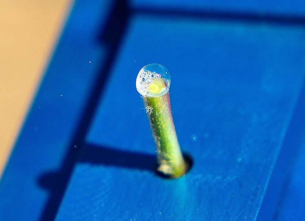 Fluid protrudes from an apple leaf petiole in a pressure chamber, a device that measures water potential in plants. Researchers say the tools, often used by wine grape growers for deficit irrigation, could work for tree fruit growers to inform irrigation decisions. (Ross Courtney/Good Fruit Grower