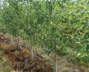 This new Coene orchard is SnapDragon, planted at high densities and on trellises. (Richard Lehnert/Good Fruit Grower)