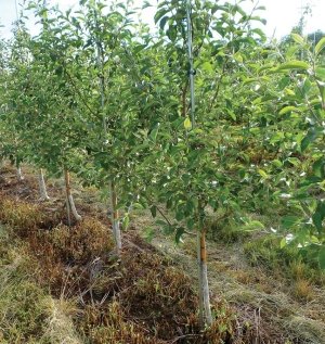 This new Coene orchard is SnapDragon, planted at high densities and on trellises. (Richard Lehnert/Good Fruit Grower)