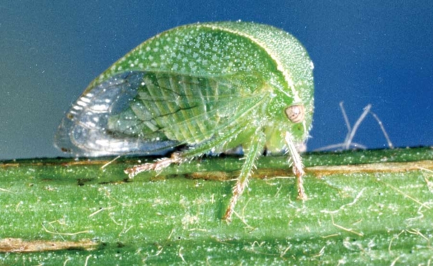 The three-cornered alfalfa treehopper (Spissistilus festinus) has been confirmed as a vector for red blotch disease, but researchers say there may be others. <b>(Courtesy of Clemson University, USDA)</b>