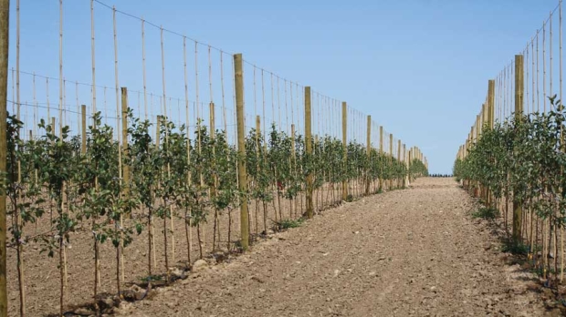 Shown a few months after it was planted in the spring of 2013, this high-density tall spindle orchard near Grand Rapids, Michigan, uses a drip-irrigation system. <b>Richard Lehnert/Good Fruit Grower</b>