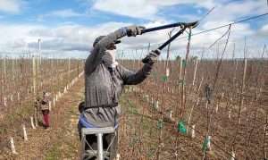 Alondra Bruno of Grandview, Washington, prunes PremA153 trees (the apple marketed as Lemonade) from a ladder in March near Prosser, while her co-worker, Areli Galvan of Sunnyside, works on the ground. Sluggish economic conditions in the agriculture and construction industries have made domestic workers more available. (Ross Courtney/Good Fruit Grower)
