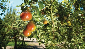 California pears
