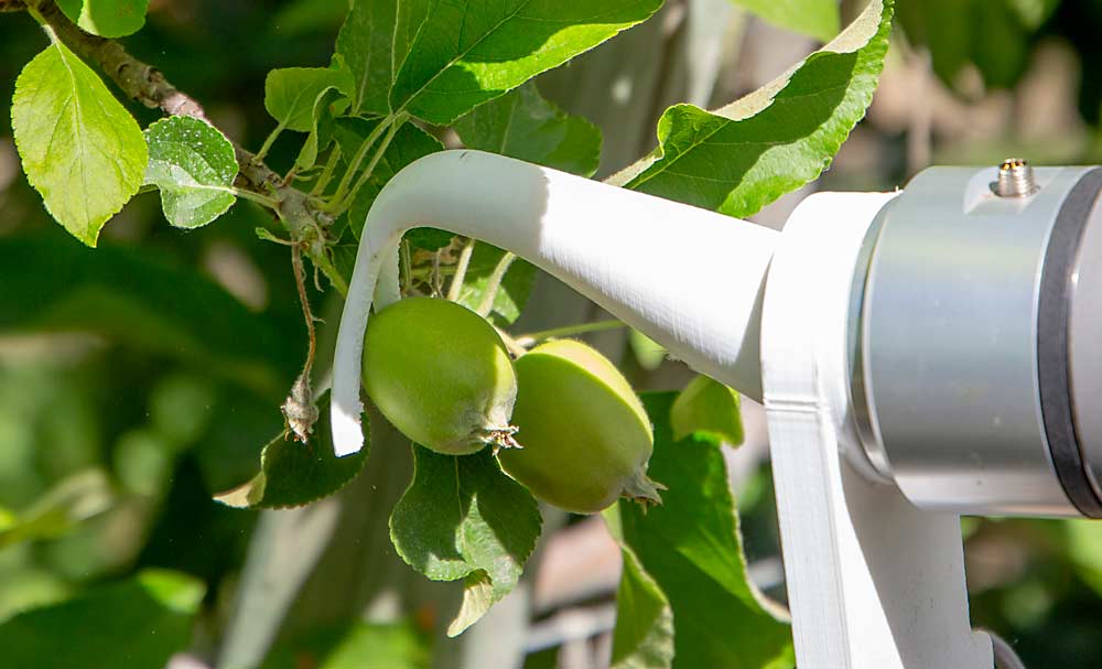 A 3D-printed end effector on a robotic apple thinner yanks a green fruitlet off a branch in June near Prosser, Washington, during a demonstration by Washington State University bioengineering students. The university’s Center for Precision and Automated Agricultural Systems (CPAAS) aims to design robots that handle many apple-related tasks by switching the tools on the end of the robotic arm. (Ross Courtney/Good Fruit Grower)