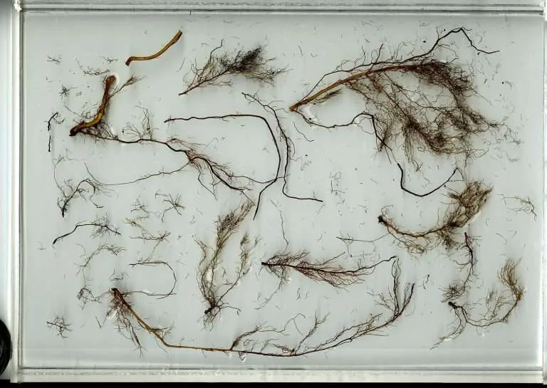 A sample of roots excavated from an almond tree, laid out on a scanner to allow University of California, Davis, researchers to measure the total surface area of fine roots — the finest of which do the critical uptake of water and nutrients during their short lifespan. Because they are fine, ephemeral and difficult to study, much about root dynamics remains unknown, physiologist Astrid Volder told the International Fruit Tree Association in February. (Courtesy Astrid Volder/University of California, Davis).