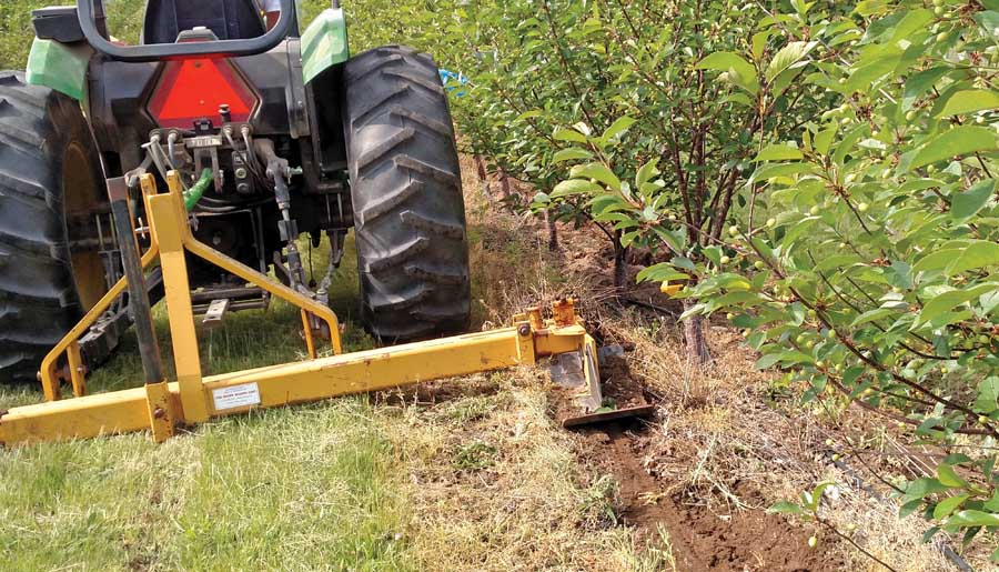 Ron Perry borrowed Tom Rasch’s root pruner to use in his experiments to restrict the size of Montmorency tart cherry trees. Rasch uses the pruner almost every year on McIntosh, and has for 25 years. (Courtesy Ron Perry)