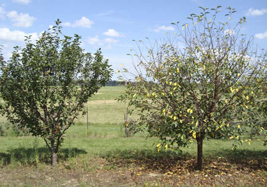 The tart cherry breeding selection, left, exhibiting the sweet cherry derived tolerance to cherry leaf spot, right, at Michigan State University's Botany Farm, East Lansing, Michigan pm July 24, 2015. This orchard was not sprayed for cherry leaf spot in 2015. <b>(Courtesy Kristen Andersen)</b>