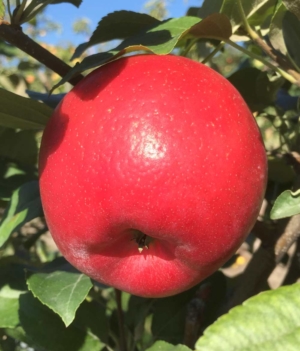 Royal Red Honeycrisp is a very popular sport and is known for its brilliant red color. <b>(Photo by Jon Clements, University of Massachusetts Amherst)</b>
