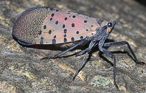 SLFAdult (ONE-TIME USE)Greg Hoover, Penn State ExtensionThe spotted lanternfly adult is 1 inch long and a half-inch wide. Its mouthparts are designed to pierce barks and suck moisture from the phloem plant layer.