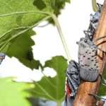 Spotted lanternfly on a grapevine