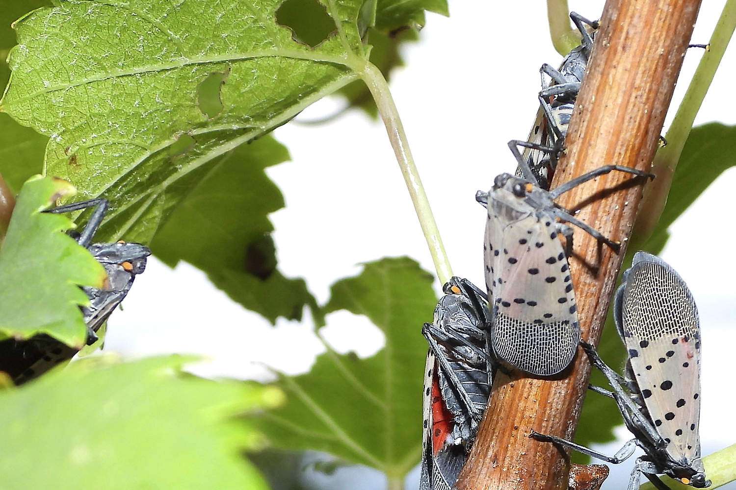 Spotted lanternfly on a grapevine