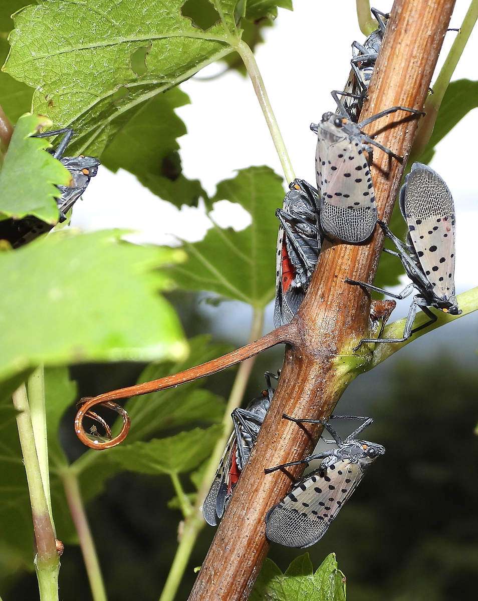 Spotted lanternfly on a grapevine