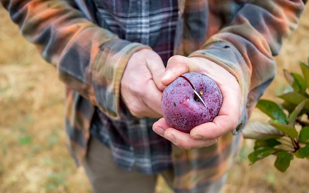 Center superintendent Kyle Nagy slices open a Niedzwetzkyana, a purple-skinned, red-fleshed apple and one of 68 different varieties in the Sandpoint orchard. (Ross Courtney/Good Fruit Grower)
