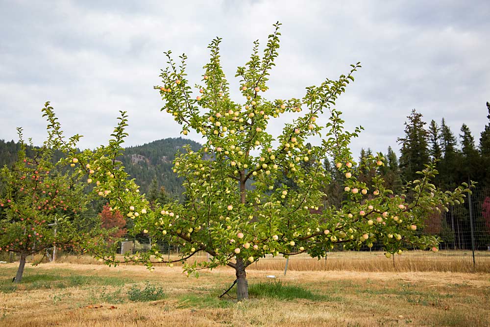 Green Seek-No-Further apples approach maturity in September 2018 at the University of Idaho Sandpoint Organic Agriculture Center. (Ross Courtney/Good Fruit Grower)